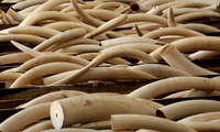 Illegal ivory trade busted