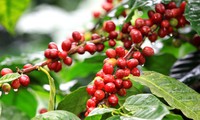 Coffee geographical indication export challenges