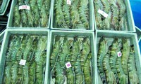 Shrimp exports to UK plunge slightly