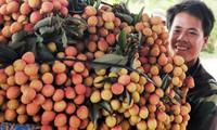 Vietnam boosts lychee exports