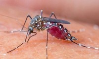 Zika virus situation closely monitored