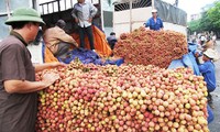 Promoting lychee exports to China