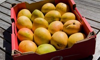 Sea travel to reduce costs for mango exporters
