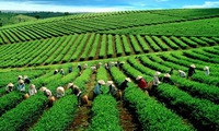 Vietnamese strengthens tea exports to USA