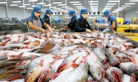 Tighter quality control on catfish exports to US