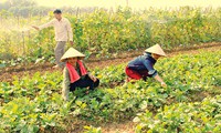 Organic farming in Hoa Binh province