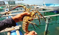 Sustainable approach to lobster farming required