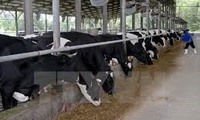 Dairy farmers to receive low-interest loans