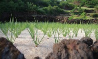 Lý Sơn to develop organic garlic farm