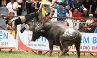 Đồ Sơn fest stopped as buffalo kills owner