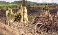 Natural forests under Flitch project being destroyed