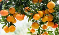 Hưng Yên to host orange week