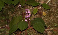 New plant species discovered in Vietnam