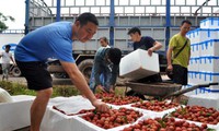 Vietnamese lychees penetrate new markets