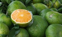 Increasing the value of Vietnamese oranges