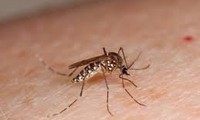Higher hospital capacity needed for dengue fever treatment