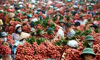 9,500 tons of lychees exported to China