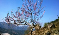 Wild peach blossoms sought after