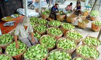 Mango producer struggles to meet Australian standards