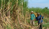 Improvements in competitiveness of sugarcane industry needed