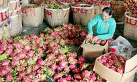 RoK – potential market for Vietnam’s fruit-vegetable exports