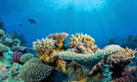 Coral reefs in Hon Do island require protection