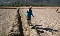 Modern irrigation methods solve water shortage in Ninh Thuan's dry areas
