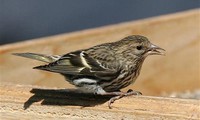 Scientists look to songbirds to solve human speech disorders