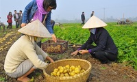 VN yet to sow seeds of low carbon rice