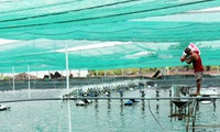 Đồng Nai switches to sophisticated aquaculture methods