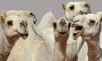 Saudi camel beauty contest