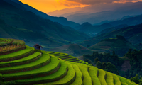 Mu Cang Chai terraced field is being promoted as a tourism destination