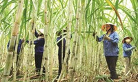 Sugarcane sector innovates to prepare for ATIGA