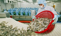Vietnam develops hi-tech water treatment system for shrimp farms