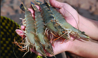 First shrimp breeding farm in Vietnam fulfills criteria set by  OIE standards