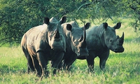 Vietnamese youngsters join ending rhino horn trade campaign