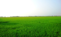 Rain saves thousands of hectares of rice in Nghe An