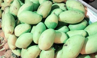 An Giang province's efforts to export mangoes