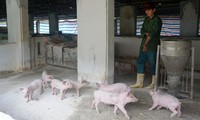 Vietnam develops anti-african swine fever vaccine
