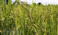 Vietnam gets help with rice cultivation
