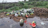 Storm ravages watermelon farming in Ca Mau