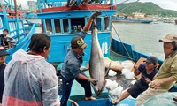 Tuna vessels returned with high output