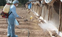 Measures taken to control bird flu outbreak in Long An