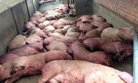 Vietnamese farms deal with African swine fever