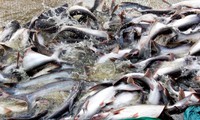 POR14 result leads to difficulties for tra fish exporters