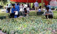 Son La mangoes set foot in demanding markets