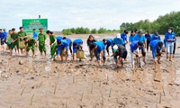 Planting mangrove for coastal protection