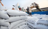 Vietnamese enterprises struggle to find buyers for rice exports