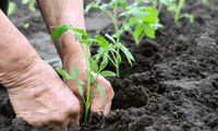 Promoting organic farming to save the environment