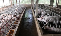 Việt Nam improves animal farming quality